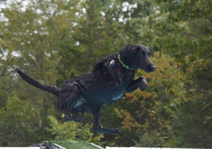 Tiki and Tiger interview Tara, a specially-abled dog, who is an up and coming dock diving star.