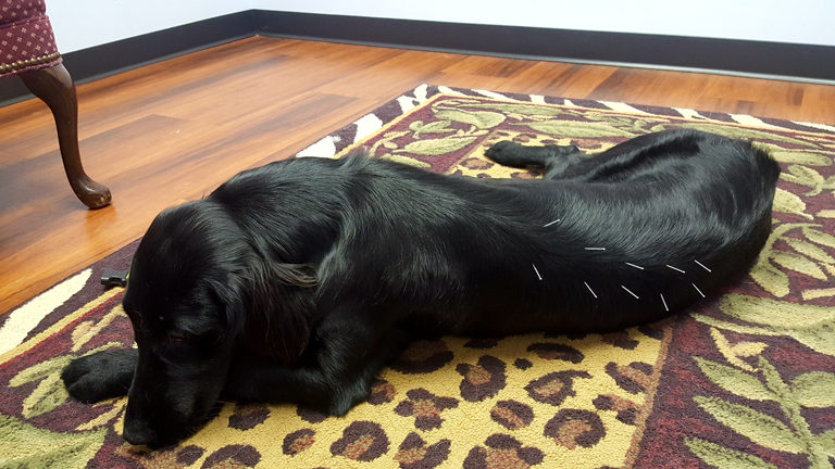 Tara receives her acupuncture treatment.